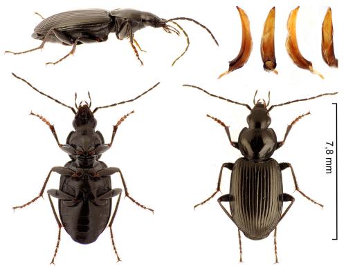 Agonum duftschmidi